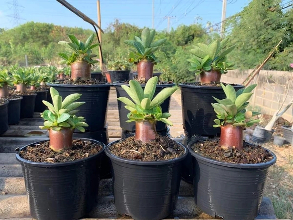 Kalamea Imported Adenium Arabicum Black Skin Seeds - 5 Seeds