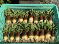 Kalamea Imported Adenium Arabicum Black Skin Seeds - 5 Seeds