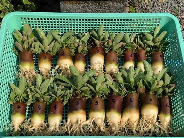Kalamea Imported Adenium Arabicum Black Skin Seeds - 5 Seeds