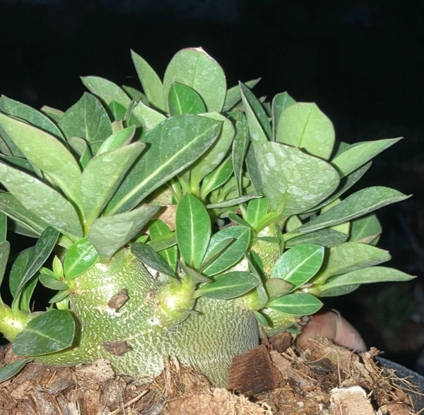 Adenium Godji Songkhla X Godji Champ seeds - 10 Seeds
