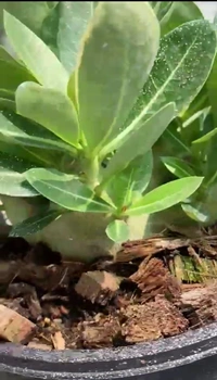 Adenium Godji Songkhla X Godji Champ seeds - 10 Seeds