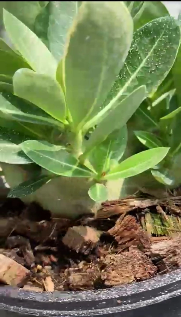 Adenium Godji Songkhla X Godji Champ seeds - 10 Seeds