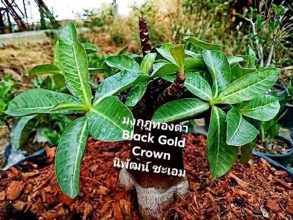 Adenium Black Skin Black Golden Crown Seeds - 50 seeds