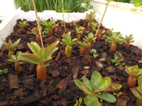 Adenium Arabicum Black Skin Godji Turbo - 5 seeds