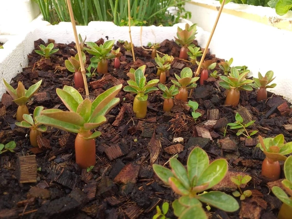 Adenium Arabicum Black Skin Godji Turbo - 5 seeds