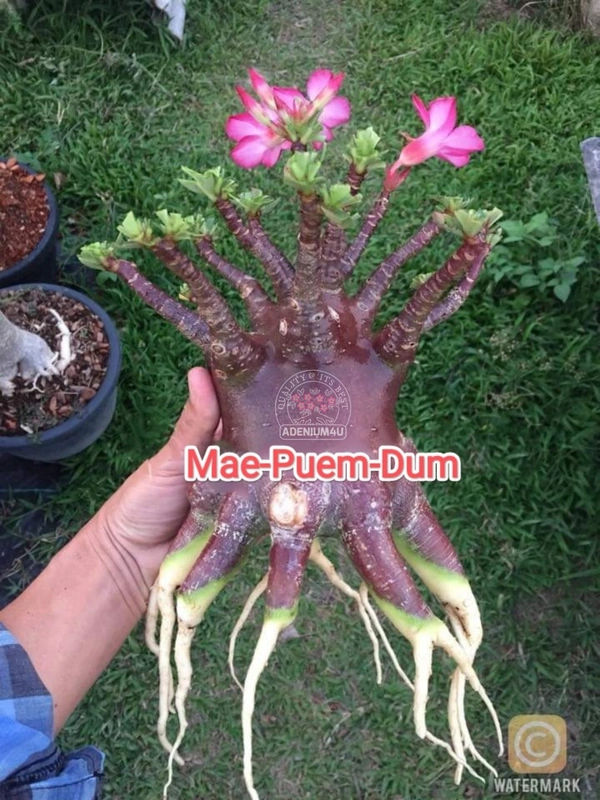 Adenium Arabicum Black Skin Mae-Puem-Dum Seeds - 10 Seeds