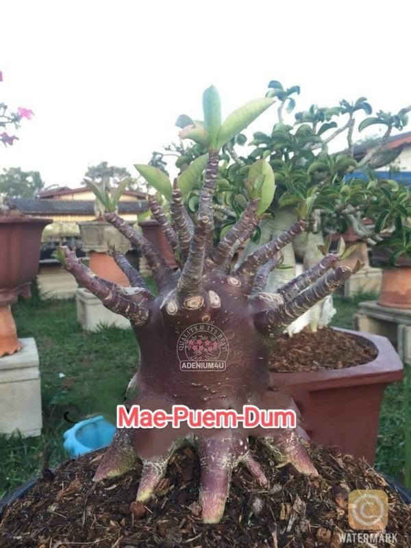 Adenium Arabicum Black Skin Mae-Puem-Dum Seeds - 10 Seeds