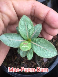 Adenium Arabicum Black Skin Mae-Puem-Dum Seeds - 10 Seeds