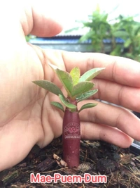 Adenium Arabicum Black Skin Mae-Puem-Dum Seeds - 10 Seeds