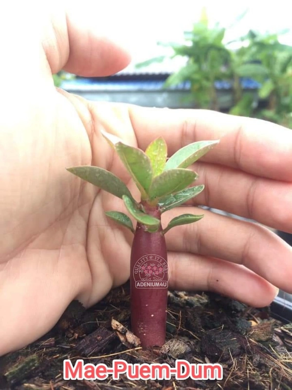 Adenium Arabicum Black Skin Mae-Puem-Dum Seeds - 10 Seeds