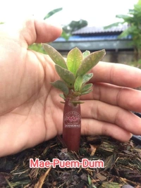 Adenium Arabicum Black Skin Mae-Puem-Dum Seeds - 10 Seeds