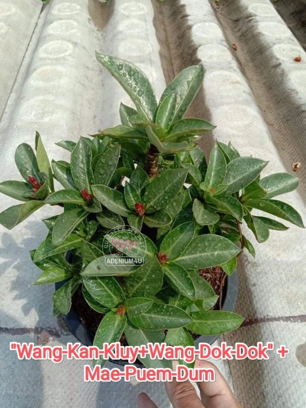 Adenium Arabicum Black Skin "Wang-Kan-Kluy+Wang-Dok-Dok" + Mae-Puem-Dum - 10 Seeds