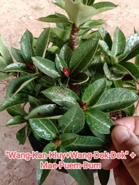 Adenium Arabicum Black Skin "Wang-Kan-Kluy+Wang-Dok-Dok" + Mae-Puem-Dum - 10 Seeds