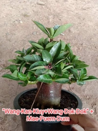 Adenium Arabicum Black Skin "Wang-Kan-Kluy+Wang-Dok-Dok" + Mae-Puem-Dum - 10 Seeds