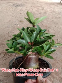 Adenium Arabicum Black Skin "Wang-Kan-Kluy+Wang-Dok-Dok" + Mae-Puem-Dum - 10 Seeds
