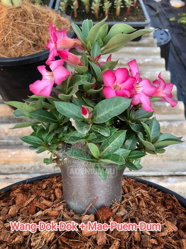 Adenium Arabicum Black Skin Wang-Dok-Dok + Mae-Puem-Dum Seeds - 10 Seeds