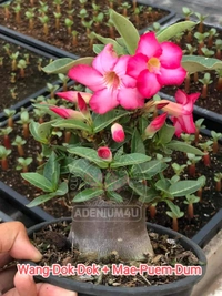 Adenium Arabicum Black Skin Wang-Dok-Dok + Mae-Puem-Dum Seeds - 10 Seeds