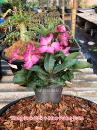 Adenium Arabicum Black Skin Wang-Dok-Dok + Mae-Puem-Dum Seeds - 10 Seeds