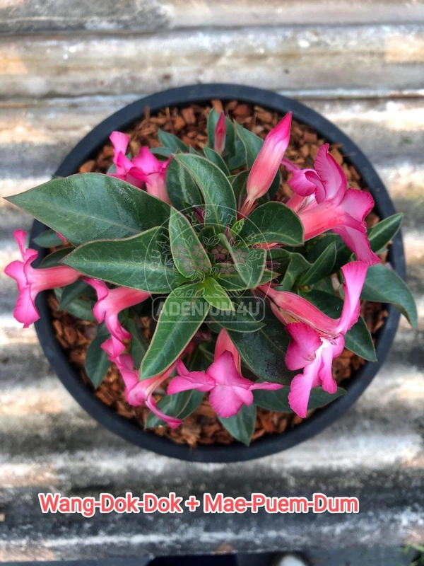 Adenium Arabicum Black Skin Wang-Dok-Dok + Mae-Puem-Dum Seeds - 10 Seeds