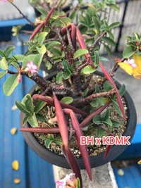 Adenium Arabicum Black Skin BH x KDMK Seeds - 5 Sees
