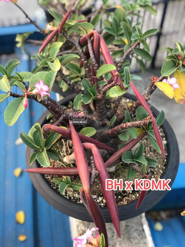 Adenium Arabicum Black Skin BH x KDMK Seeds - 5 Sees