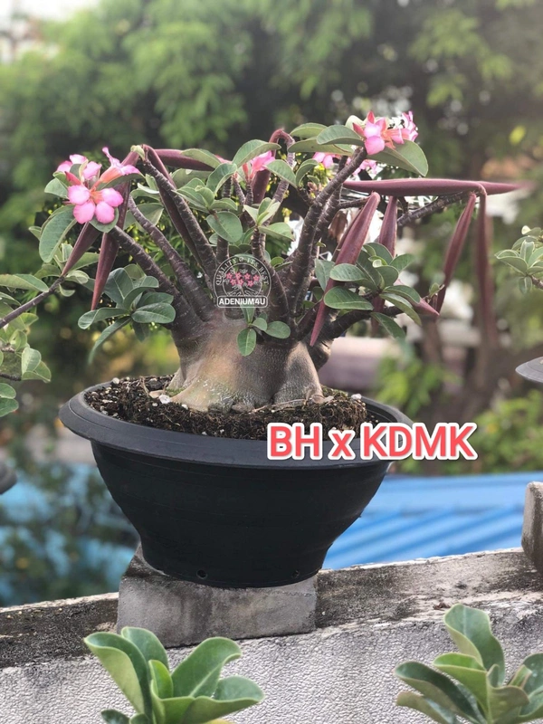 Adenium Arabicum Black Skin BH x KDMK Seeds - 5 Sees