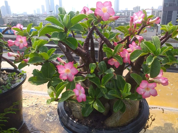 Adenium Arabicum Black Skin Godji Turbo - 5 seeds