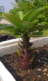 Adenium Arabicum Black Skin Big Black F1 X BB Seeds - 5 Seeds