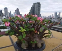 Adenium Arabicum Black Skin Big Black F1 X BB Seeds - 5 Seeds