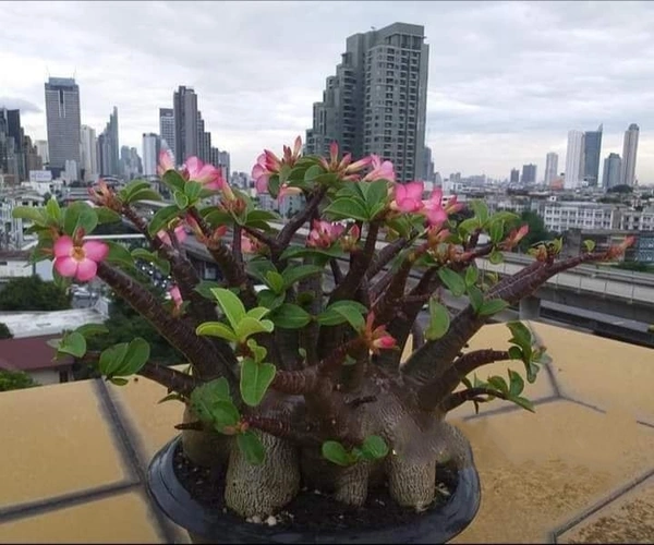 Adenium Arabicum Black Skin Big Black F1 X BB Seeds - 5 Seeds