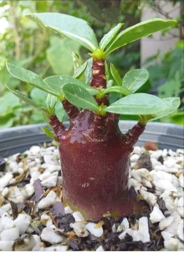 Adenium Arabicum Black Skin Big Black F1 X BB Seeds - 5 Seeds