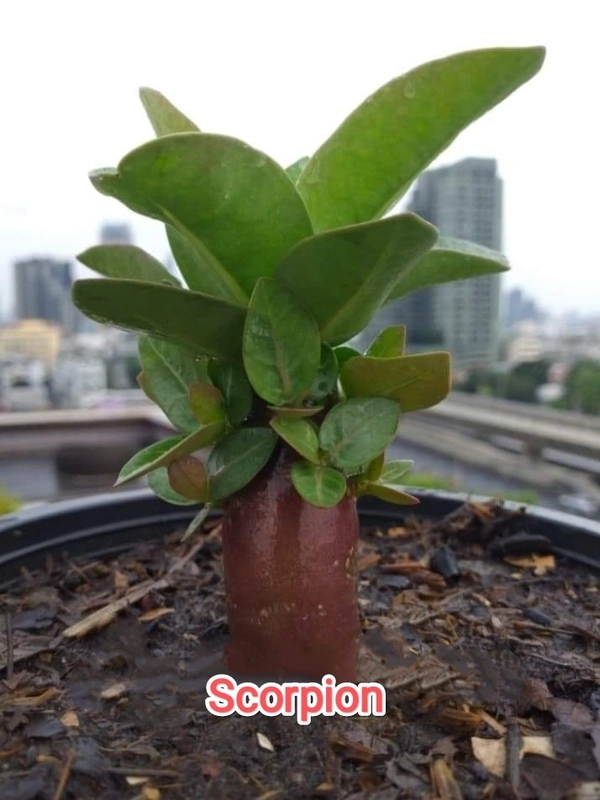 Adenium Arabicum Black Skin Scorpion Seeds - 5 Seeds