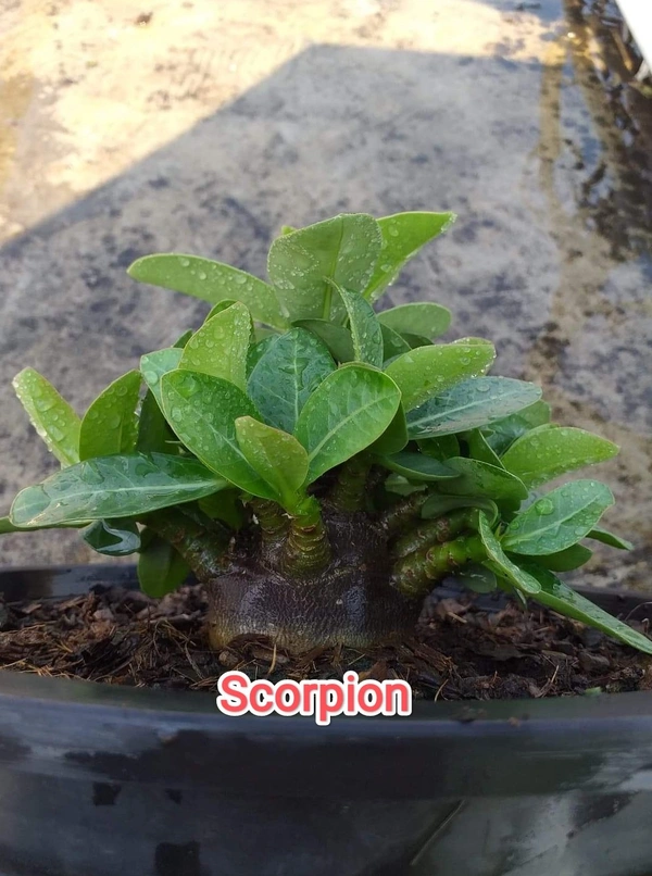Adenium Arabicum Black Skin Scorpion Seeds - 5 Seeds