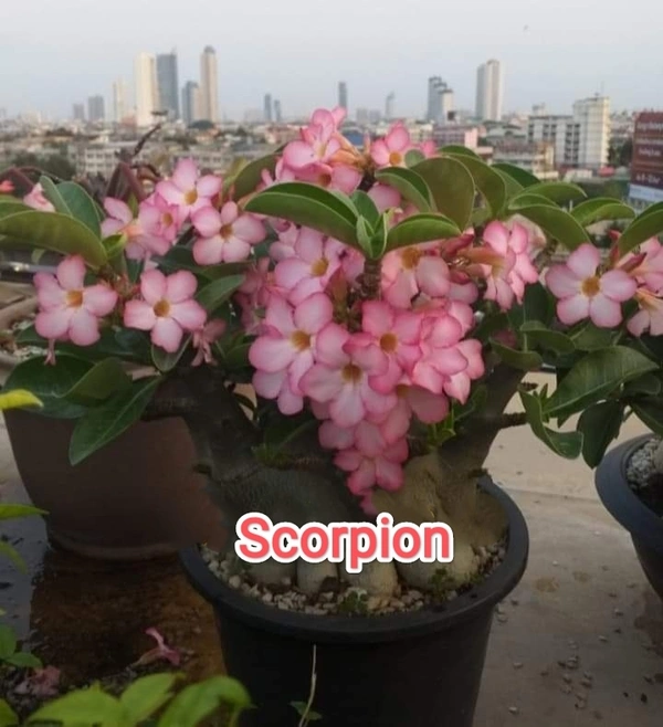 Adenium Arabicum Black Skin Scorpion Seeds - 5 Seeds