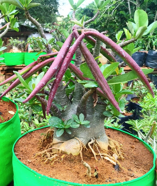 Adenium Arabicum Black Skin Aueng 100(Indian) - 10 Seeds