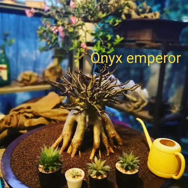 Adenium Arabicum Black Skin "Black Zombie X Onyx X Nomsod + MP" Seeds - 5 Seeds