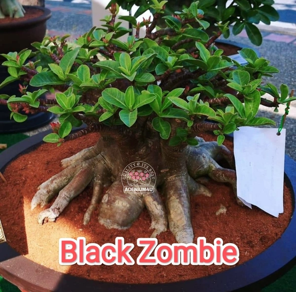 Adenium Arabicum Black Skin "Black Zombie X Onyx X Nomsod + MP" Seeds - 5 Seeds