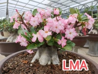 Adenium Black Skin BLACK Zombie X LMA Seeds - 5 Seeds