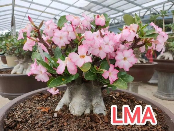 Adenium Black Skin BLACK Zombie X LMA Seeds - 5 Seeds