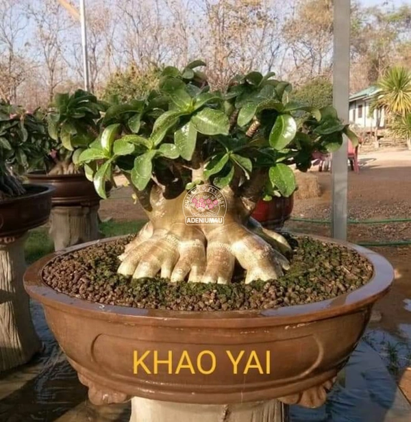 Adenium Black Skin Khaoyai Seeds - 10 Seeds