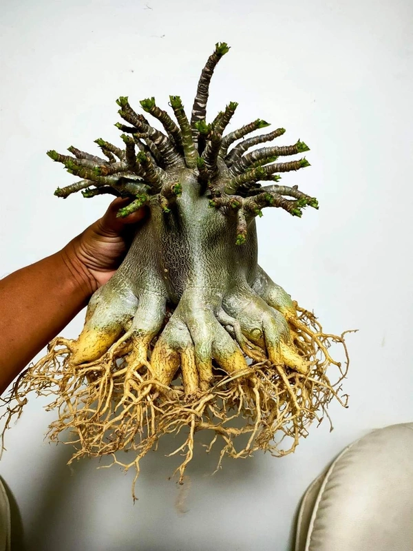 Adenium Black Skin Black Zombie X Rebecca Seeds - 10 Seeds