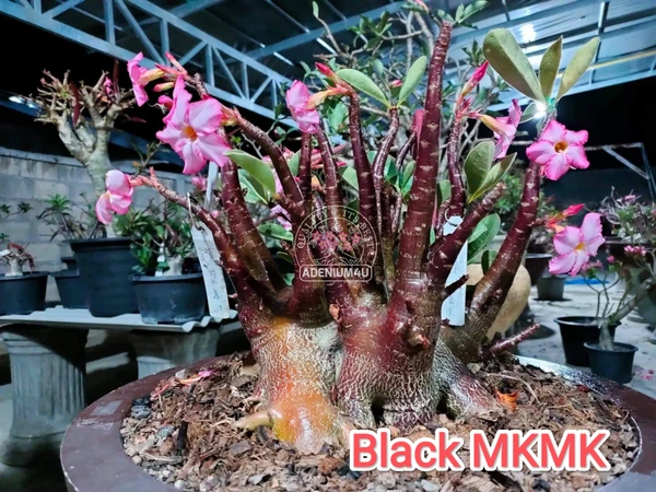 Adenium Arabicum Black Skin Black MK X Khaoyai Seeds - 5 Seeds