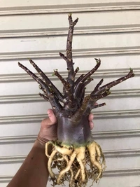 Adenium Arabicum Black Skin Black KHZ X Choco Seeds - 5 Seeds
