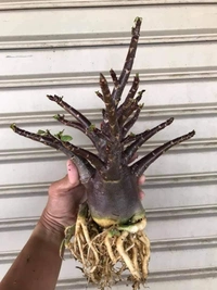 Adenium Arabicum Black Skin Black KHZ X Choco Seeds - 5 Seeds