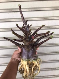 Adenium Arabicum Black Skin Black KHZ X Choco Seeds - 5 Seeds