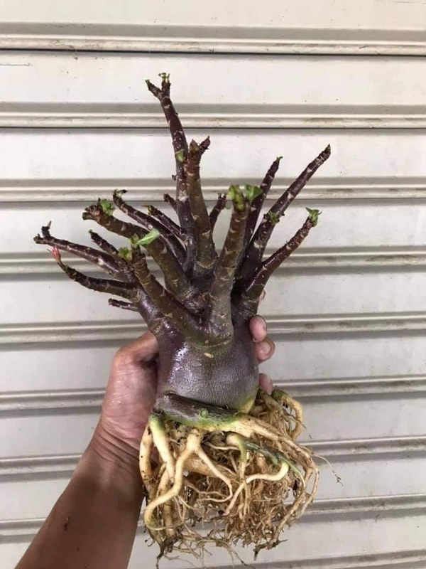 Adenium Arabicum Black Skin Black KHZ X Choco Seeds - 5 Seeds