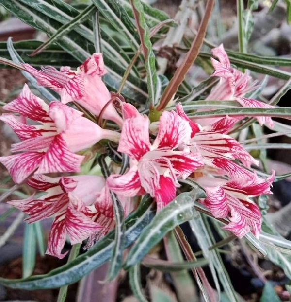 Adenium SOMALANCE Crispum Seeds - 5 Seeds