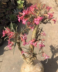 Adenium Nova Tanzania Seeds From Habitat Plant - 5 Seeds