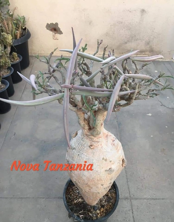 Adenium Nova Tanzania Seeds From Habitat Plant - 5 Seeds