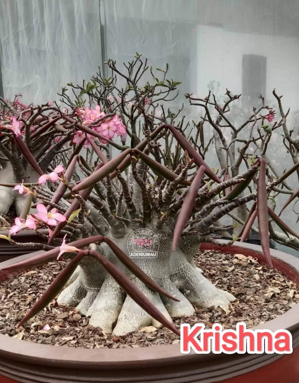 Adenium Arabicum Black Skin KRISHNA Seeds - 5 Seeds